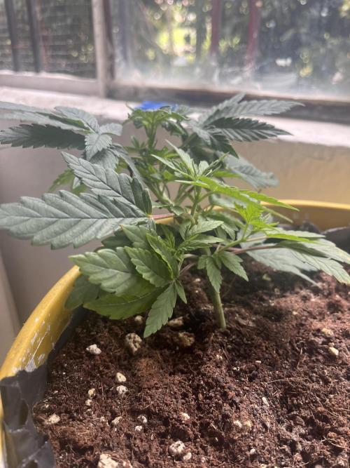 Euphoria & Shaman. Week 7