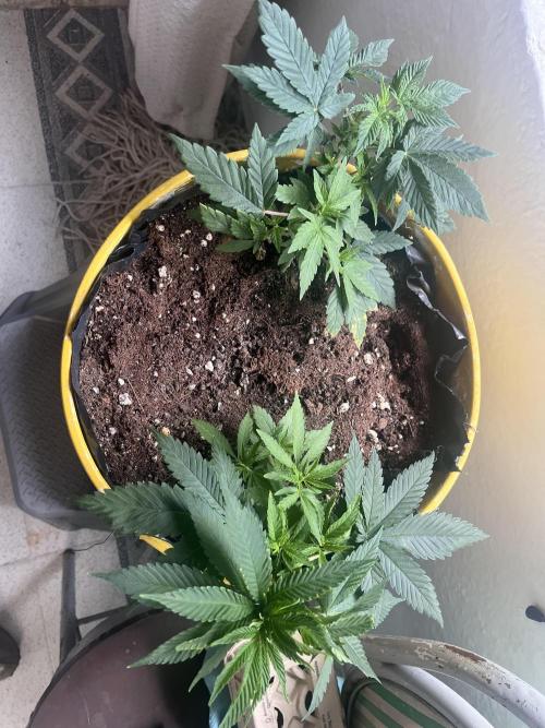Euphoria & Shaman. Week 7