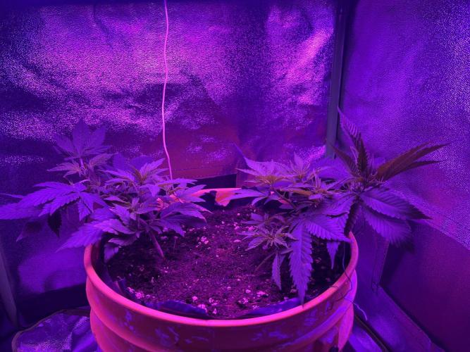 Euphoria & Shaman. Week 7