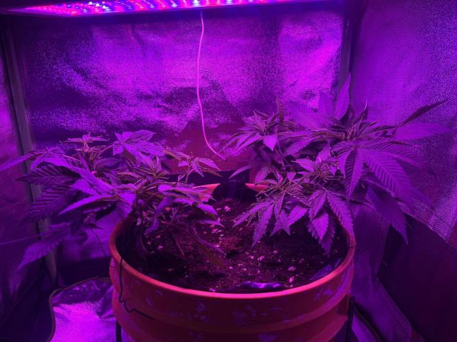 Euphoria & Shaman. Week 8