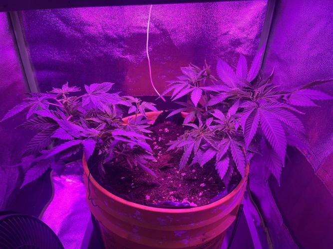 Euphoria & Shaman. Week 8