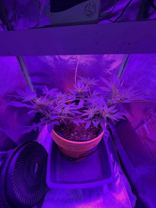Euphoria & Shaman. Week 8