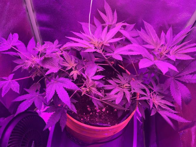 Euphoria & Shaman. Week 9