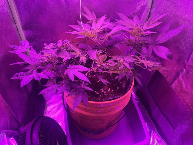 Euphoria & Shaman. Week 9