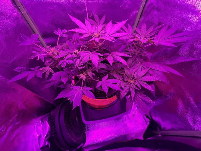 Euphoria & Shaman. Week 10
