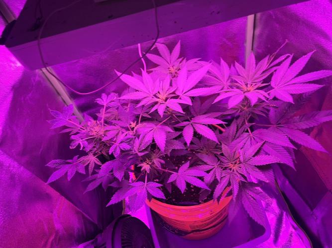 Euphoria & Shaman. Week 10