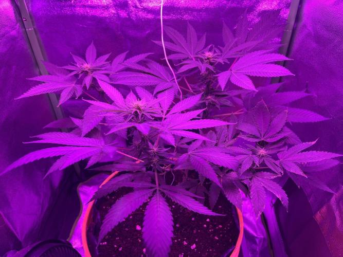 Euphoria & Shaman. Week 11