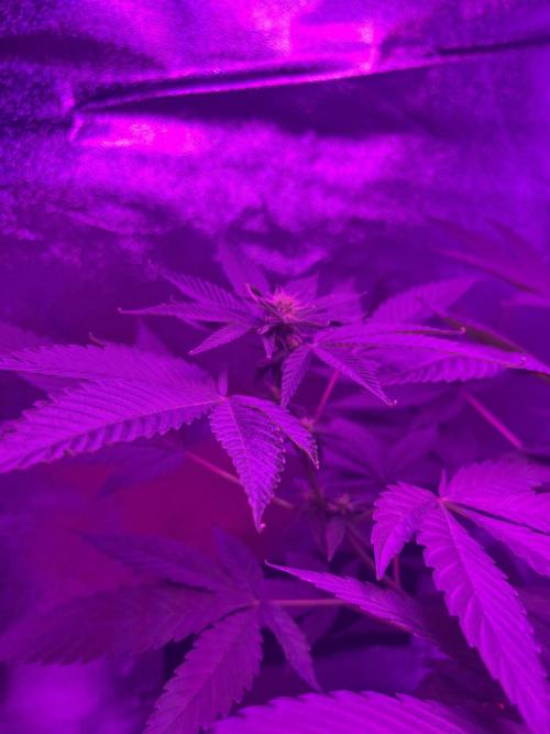 Euphoria & Shaman. Week 11