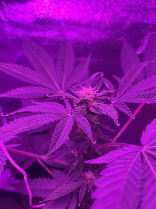 Euphoria & Shaman. Week 11