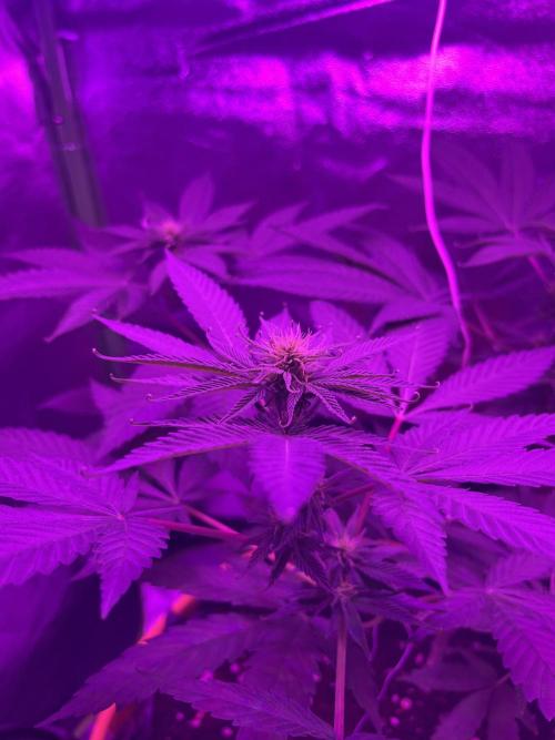 Euphoria & Shaman. Week 11