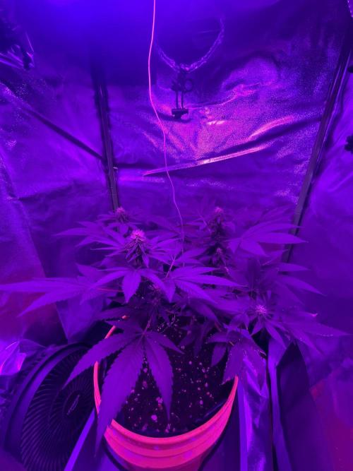 Euphoria & Shaman. Week 12
