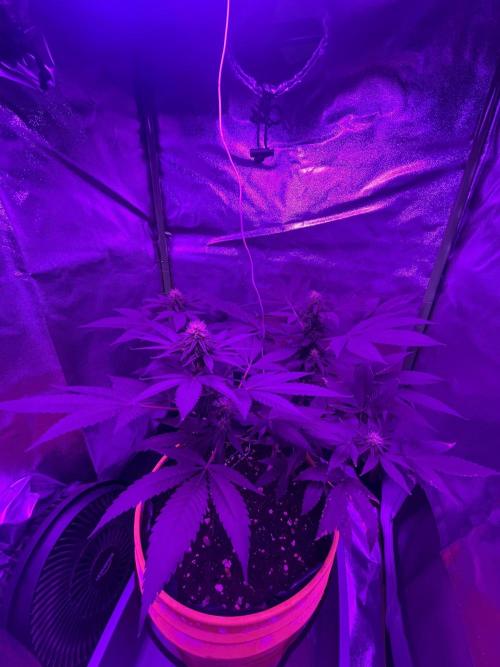 Euphoria & Shaman. Week 12