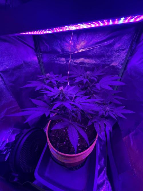 Euphoria & Shaman. Week 12