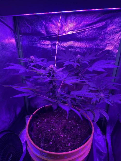 Euphoria & Shaman. Week 12