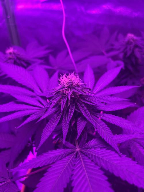 Euphoria & Shaman. Week 13