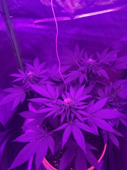 Euphoria & Shaman. Week 13