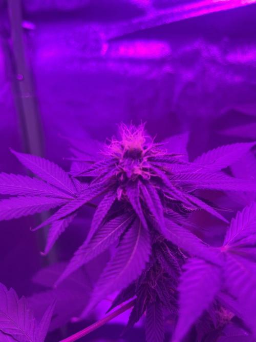 Euphoria & Shaman. Week 13