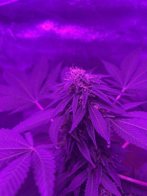 Euphoria & Shaman. Week 13