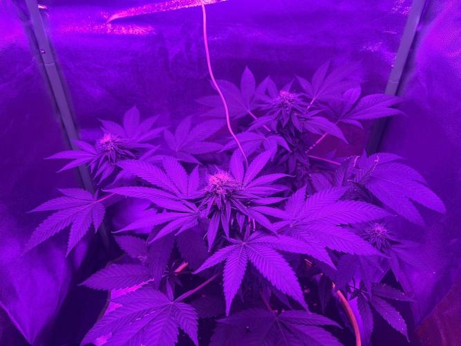 Euphoria & Shaman. Week 14