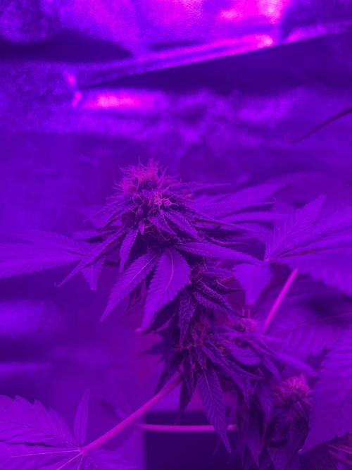 Euphoria & Shaman. Week 14