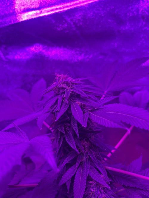 Euphoria & Shaman. Week 14