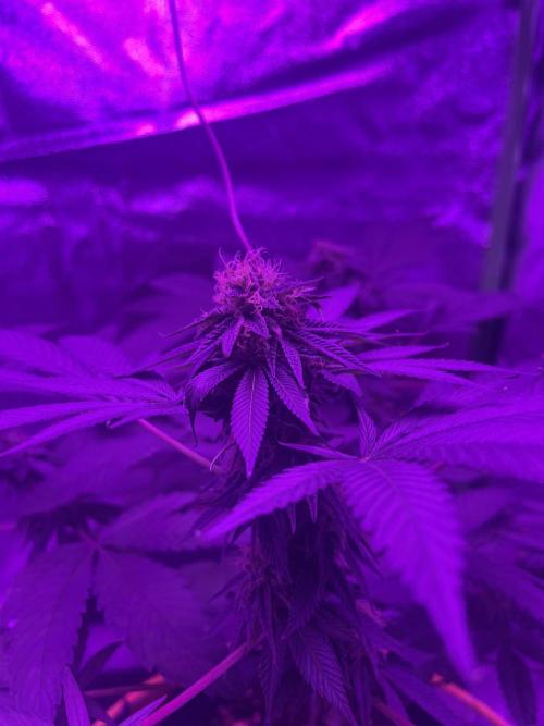 Euphoria & Shaman. Week 14