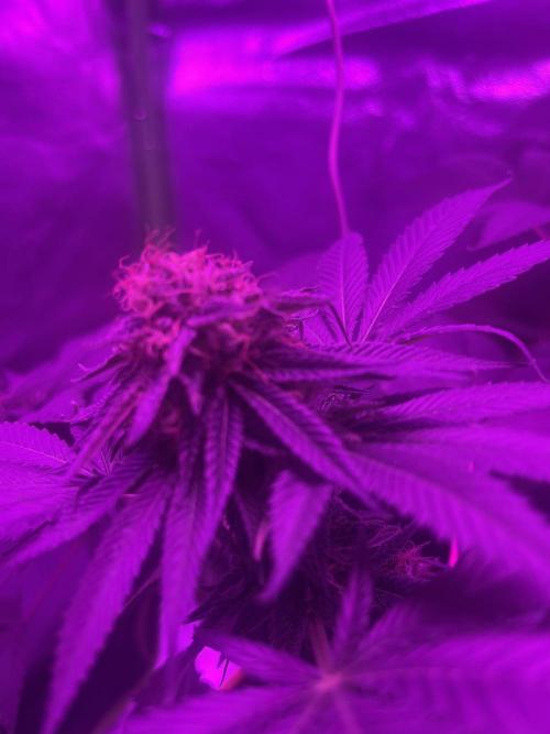 Euphoria & Shaman. Week 15