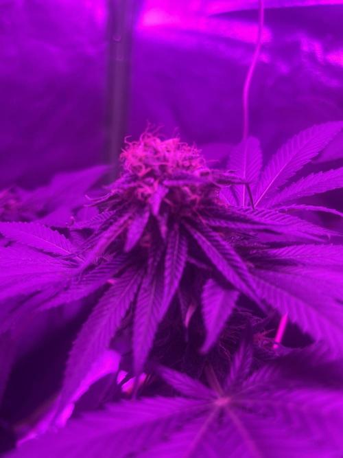 Euphoria & Shaman. Week 15