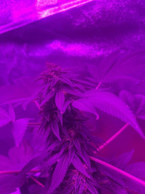 Euphoria & Shaman. Week 15