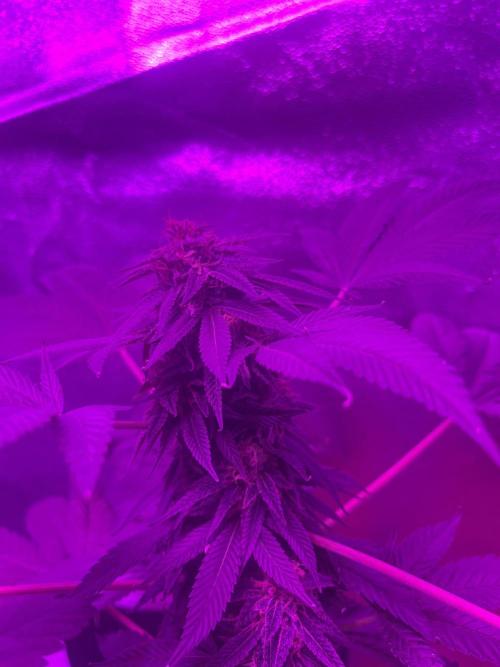 Euphoria & Shaman. Week 15
