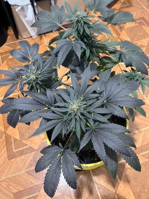 Euphoria & Shaman. Week 15