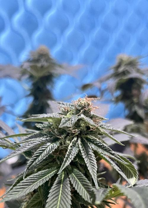 Euphoria & Shaman. Week 15