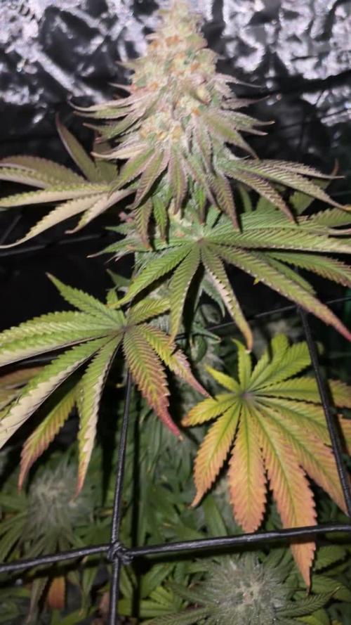 Cookies Gelato (Photo)