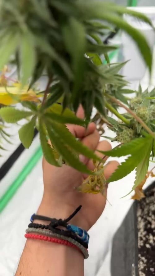 Cookies Gelato (Photo)