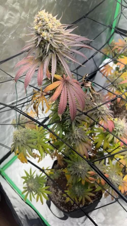 Cookies Gelato (Photo)