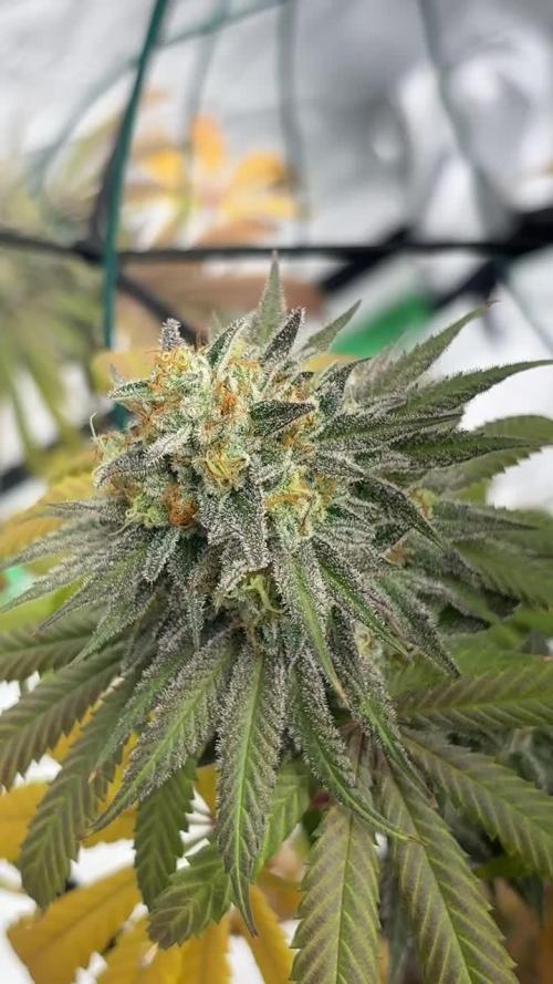 Cookies Gelato (Photo)