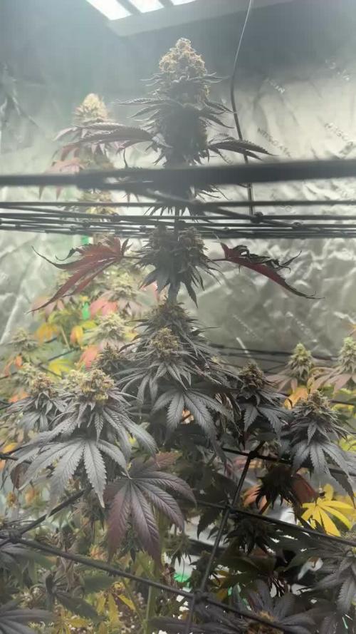 Cookies Gelato (Photo)