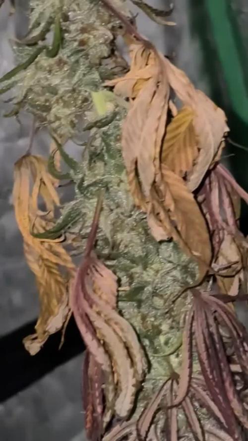 Cookies Gelato (Photo)