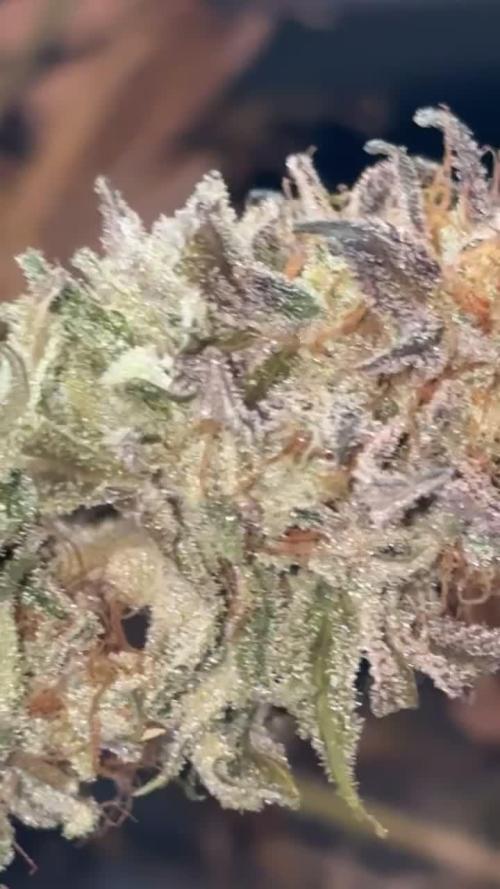 Cookies Gelato (Photo)