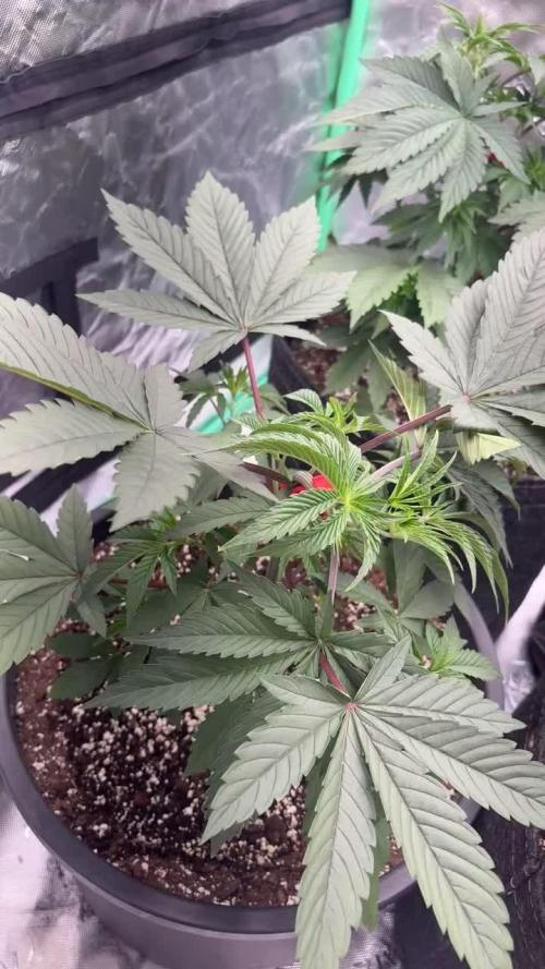 Strawberry frosting #5 S1