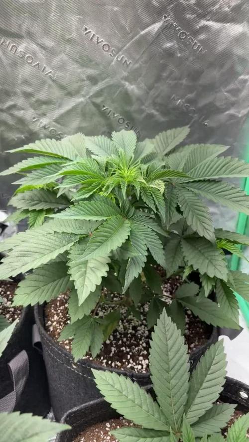Strawberry frosting #5 S1