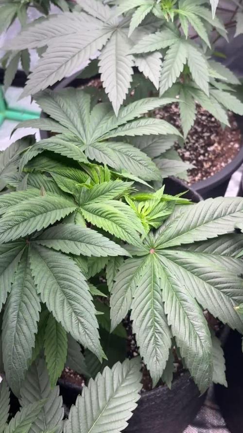 Strawberry frosting #5 S1