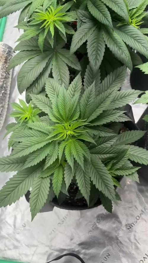 Strawberry frosting #5 S1