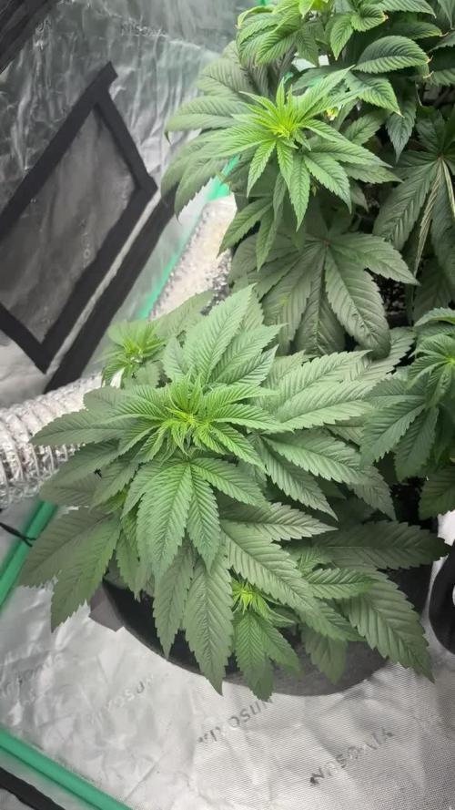 Strawberry frosting #5 S1