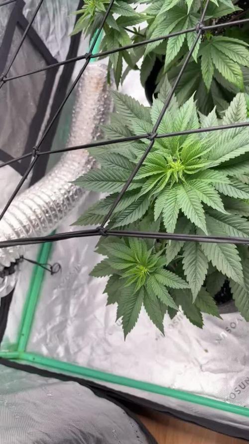 Strawberry frosting #5 S1