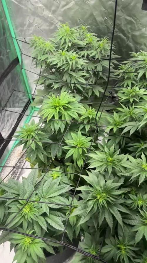 Strawberry frosting #5 S1