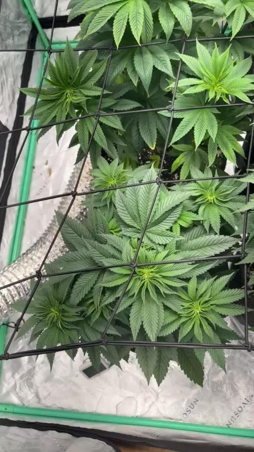 Strawberry frosting #5 S1