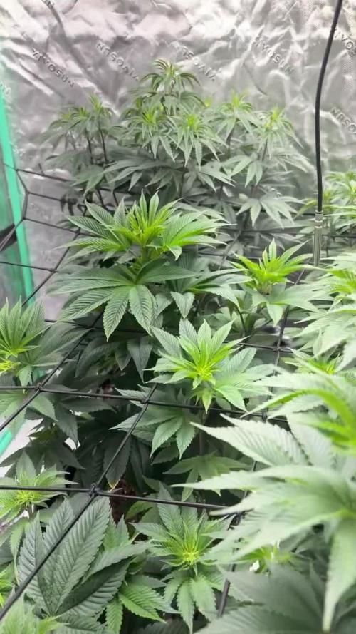 Strawberry frosting #5 S1