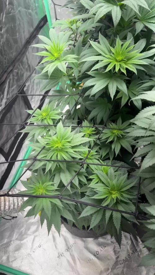 Strawberry frosting #5 S1