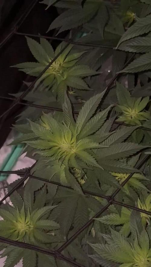 Strawberry frosting #5 S1